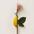 NEW NOTES - Rosa Limone - Potocka Perfumery 2.png